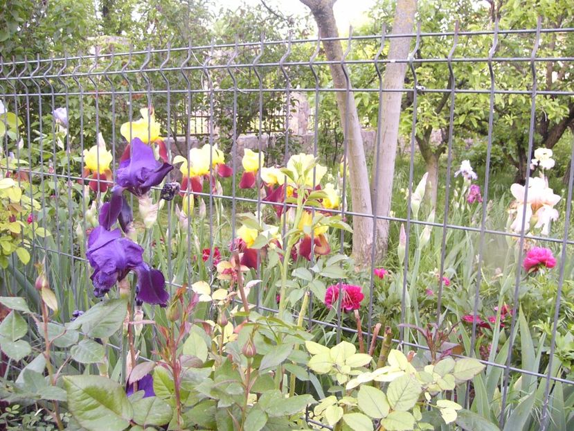 P1320110 - ANUL 2017 IV