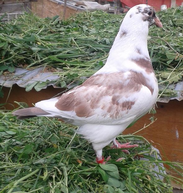 20170513_123241-1 - PUI 2017