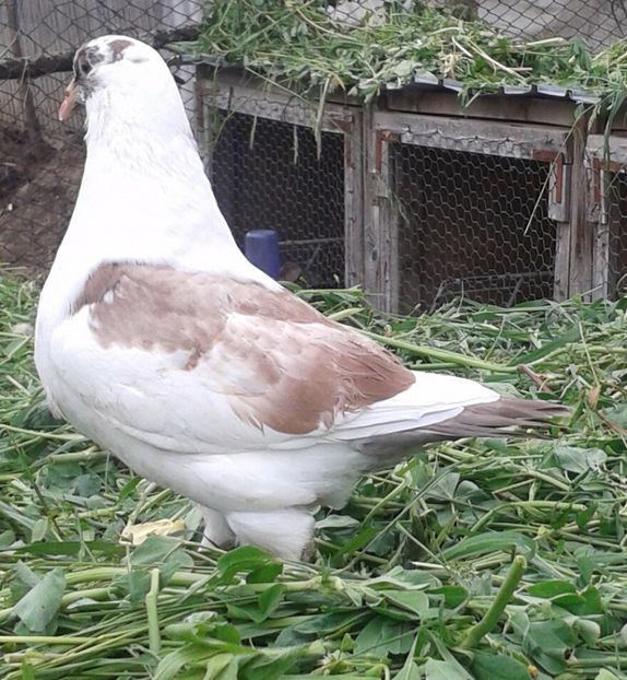 20170513_123310-1 - PUI 2017