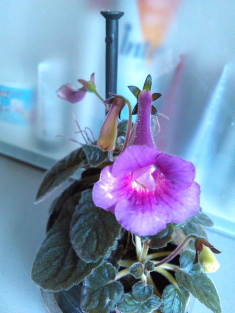  - Minisinningiile mele 2017