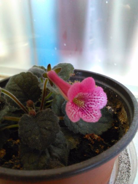  - Minisinningiile mele 2017