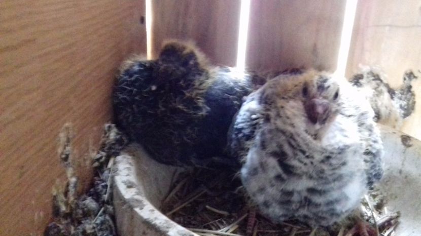  - V Pui voiajori stil vechi 2017