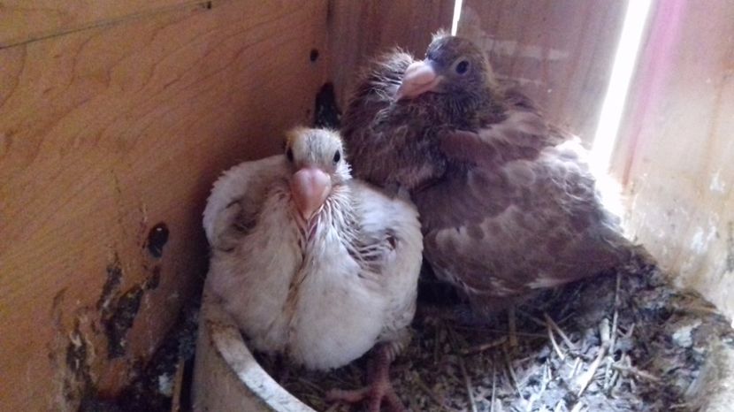  - V Pui voiajori stil vechi 2017