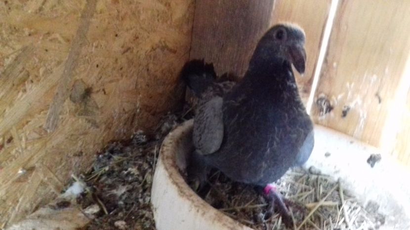  - V Pui voiajori stil vechi 2017