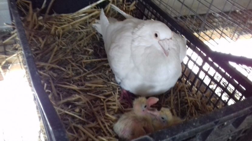  - V Pui voiajori stil vechi 2017