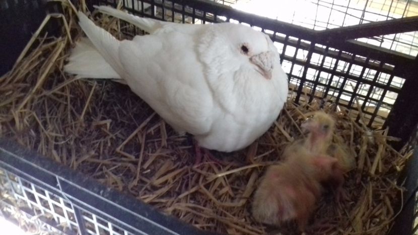  - V Pui voiajori stil vechi 2017