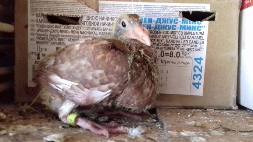  - V Pui voiajori stil vechi 2017