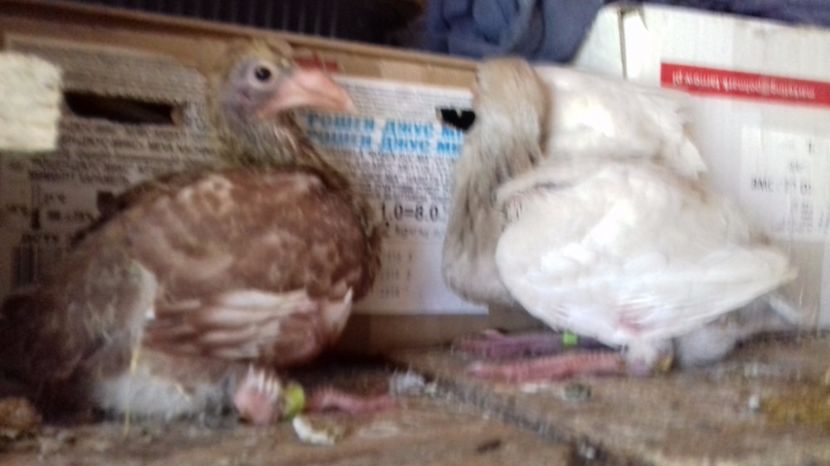  - V Pui voiajori stil vechi 2017