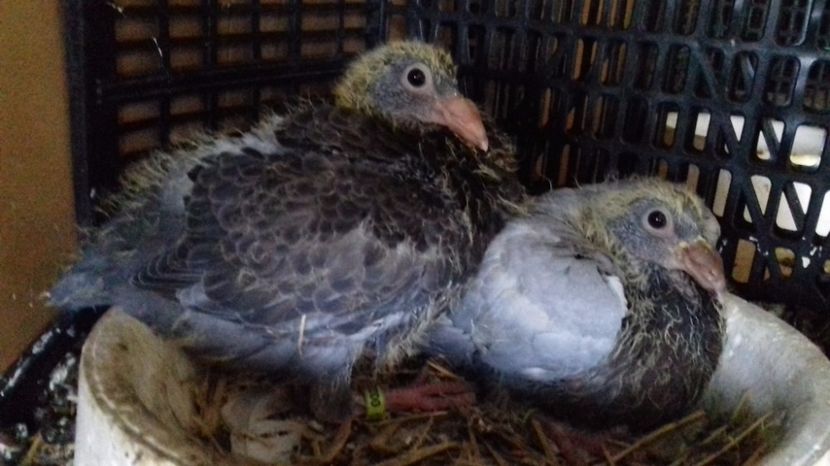  - V Pui voiajori stil vechi 2017