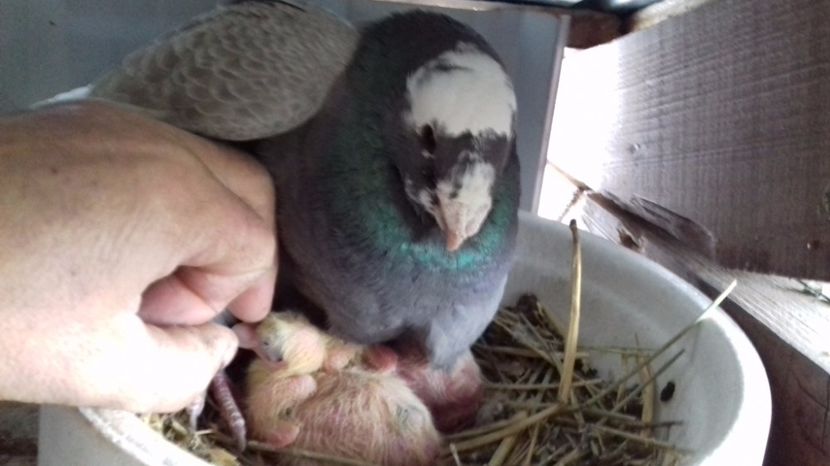  - V Pui voiajori stil vechi 2017