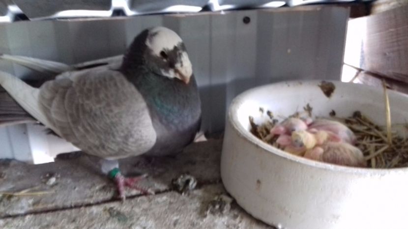  - V Pui voiajori stil vechi 2017