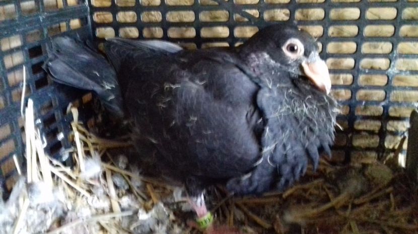  - V Pui voiajori stil vechi 2017