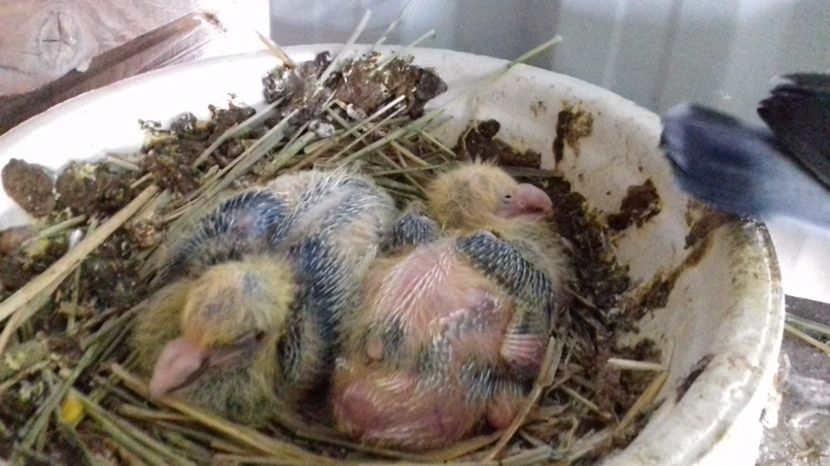  - V Pui voiajori stil vechi 2017