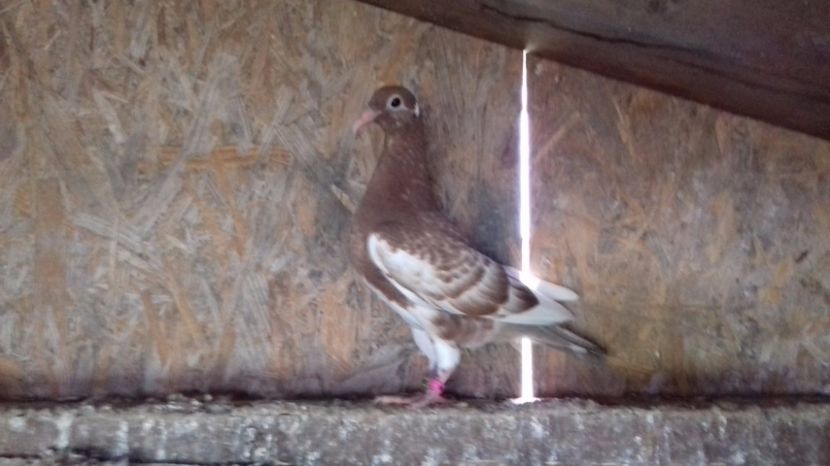  - V Pui voiajori stil vechi 2017