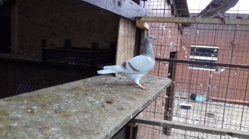  - V Pui voiajori stil vechi 2017