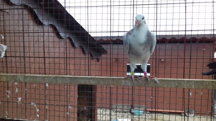  - V Pui voiajori stil vechi 2017