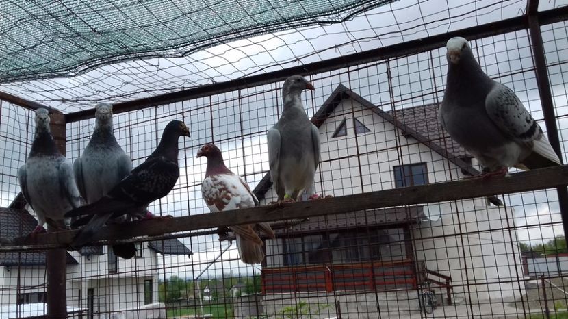  - V Pui voiajori stil vechi 2017