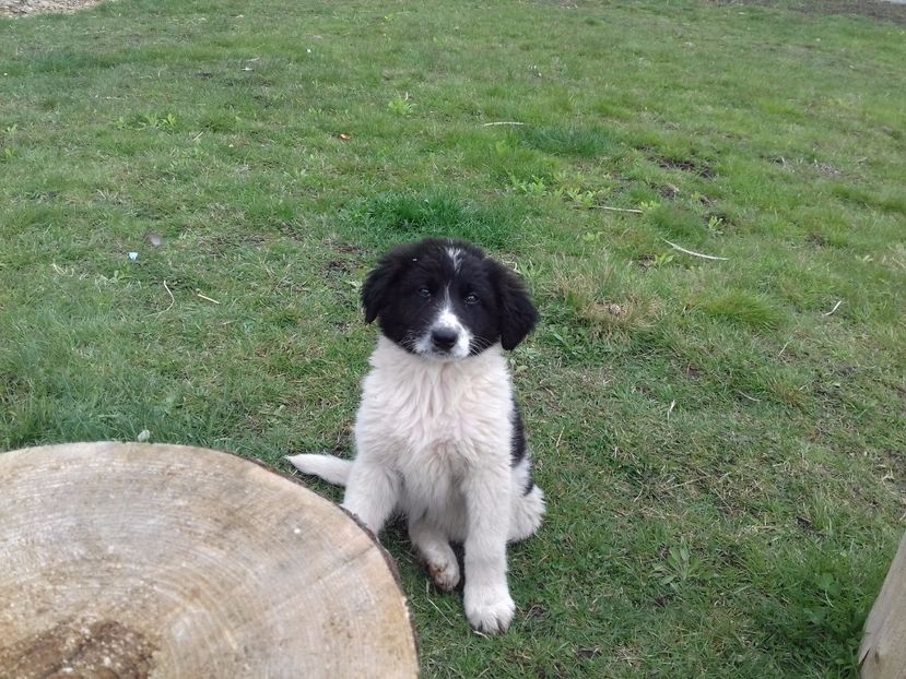  - C Paza casei  Lola