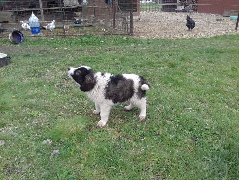  - C Paza casei  Lola