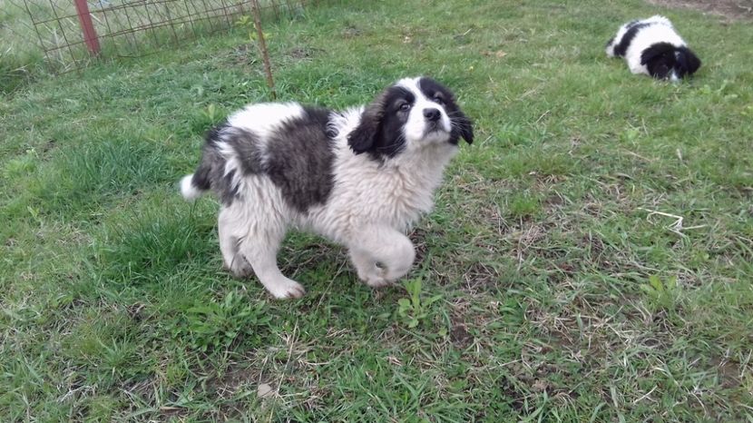  - C Paza casei  Lola