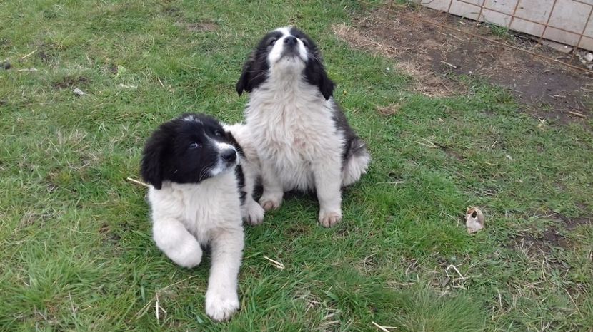  - C Paza casei  Lola