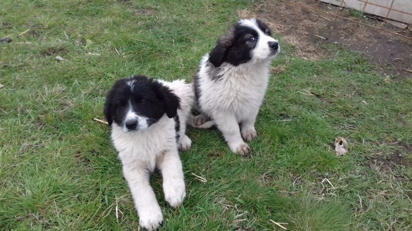  - C Paza casei  Lola