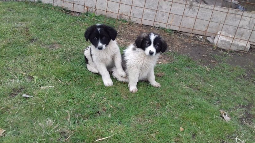  - C Paza casei  Lola