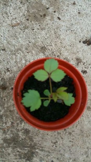 Trandafiri din seminte. Primul nascut. - Trandafiri din seminte de trandafiri