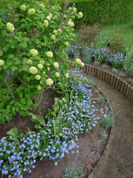 P2080700 - 2017 - 01 - Primavara