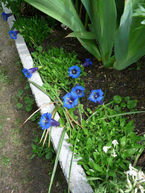 P2080691 - 2017 - 01 - Primavara