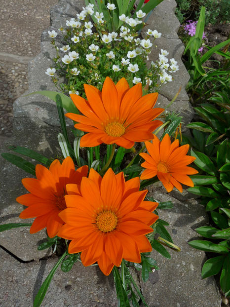 P2080830 - 2017 - 01 - Primavara