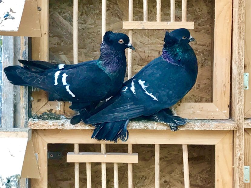  - RANDUNELE DE  CAMPIE