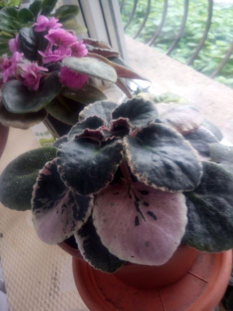  - Violeta nr 2 de la Stanica Rhapsodie Ingrid