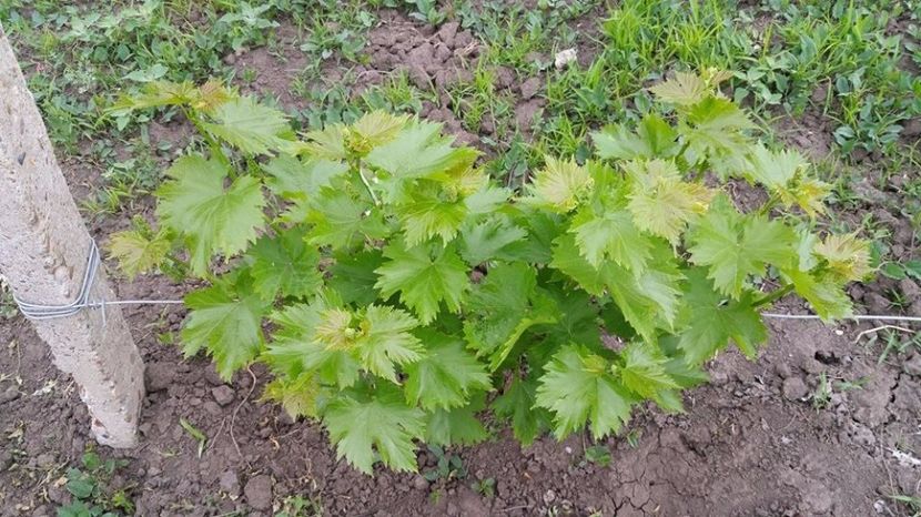 Vita de vie coarna  (tita caprei) nobila - VITA DE VIE-struguri de masa