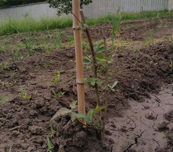 Mur arbust 05/2017 - Mure Thornfree