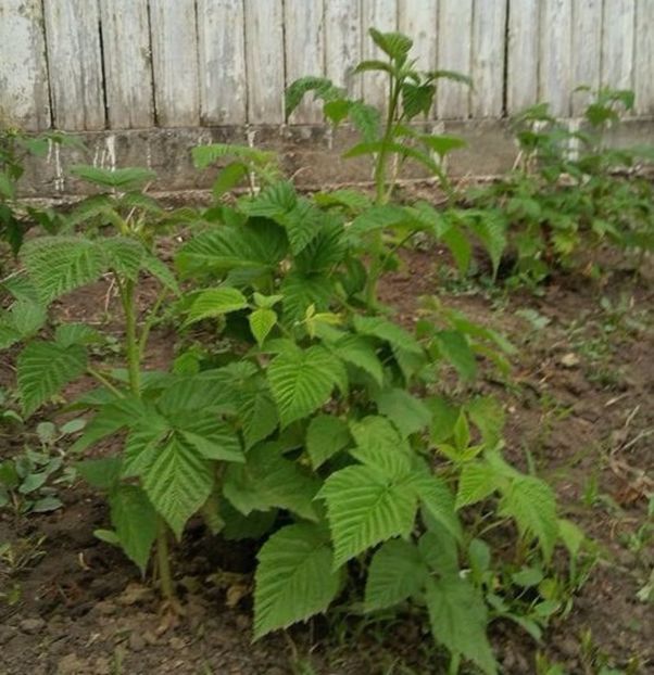 Zmeura Polca - Zmeura