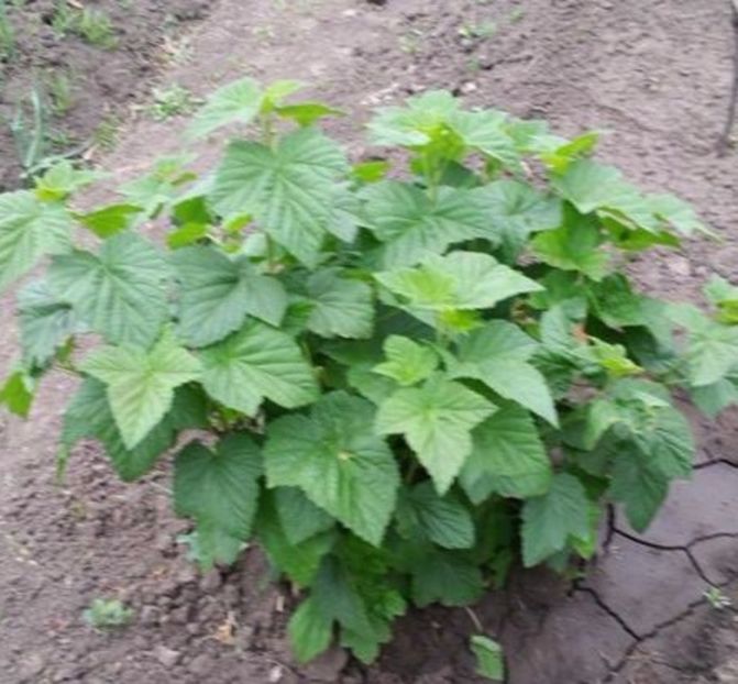 Coacaz negru planta de 2 ani - Coacaz