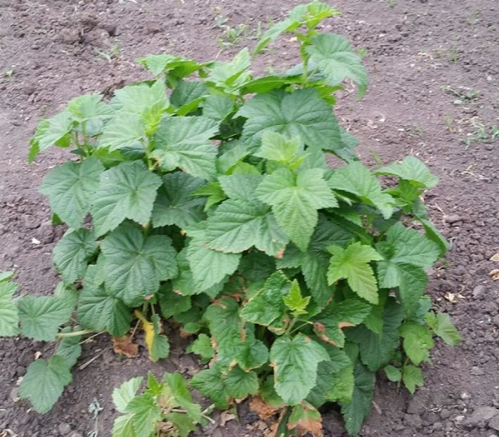 Coacaz negru 2017 - Coacaz