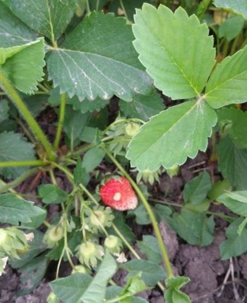 Capsuni productivi copt 2017 - Capsuni