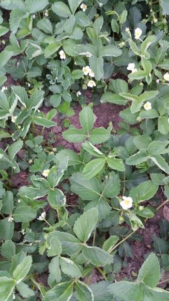 Planta de capsuni organici productivi infloriti - Capsuni