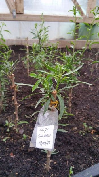 GOJI GALBEN - Goji Galben