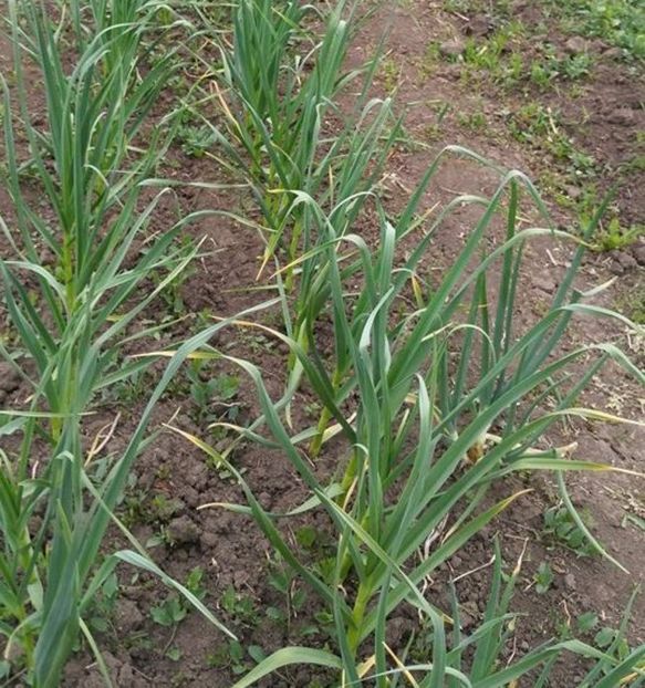 Usturoi-seminte - Usturoi