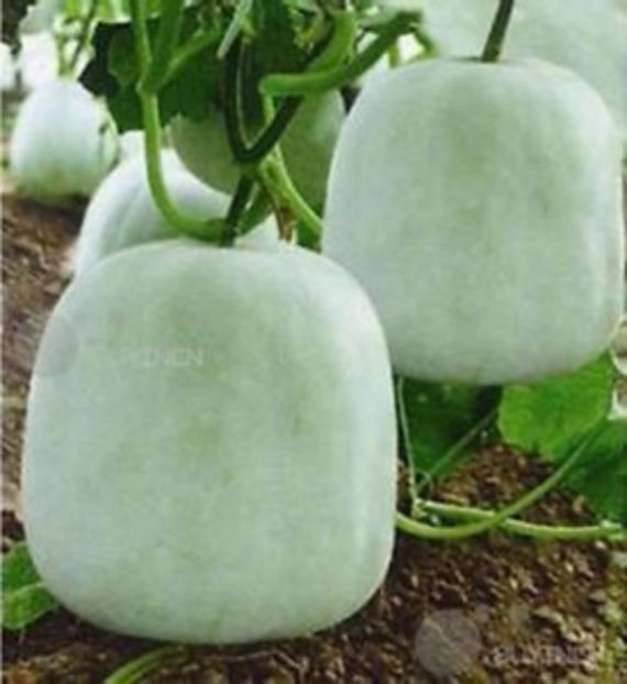 Dovleac comestibil Benincasa hispida seminte - Dovleci