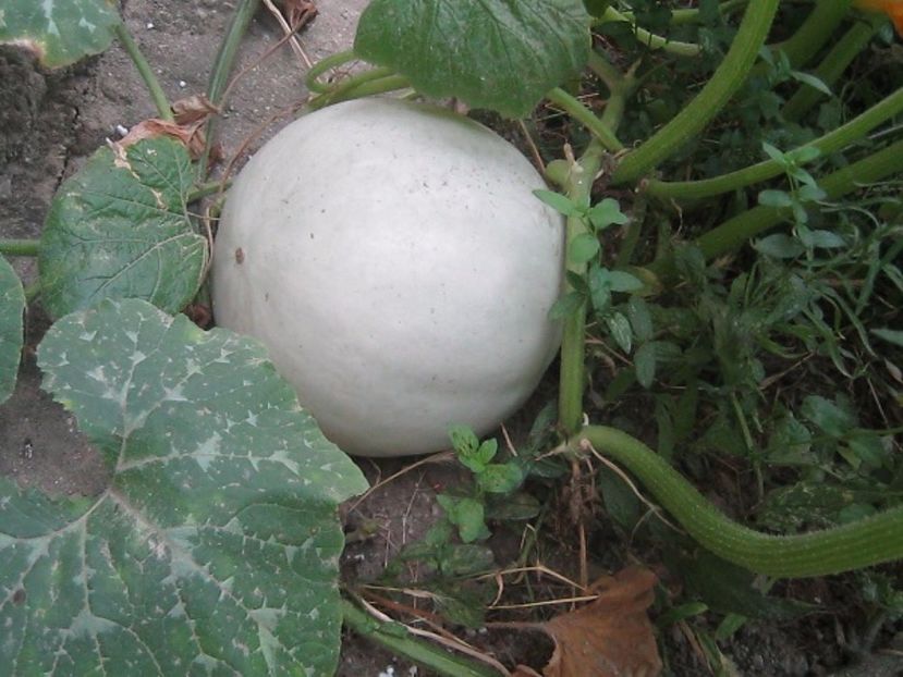 Dovleac de placinta - Dovleci