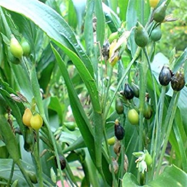 Coix-Lacryma jobi plant - Coix Lacryma jobi Lacrima lui Iov seminte