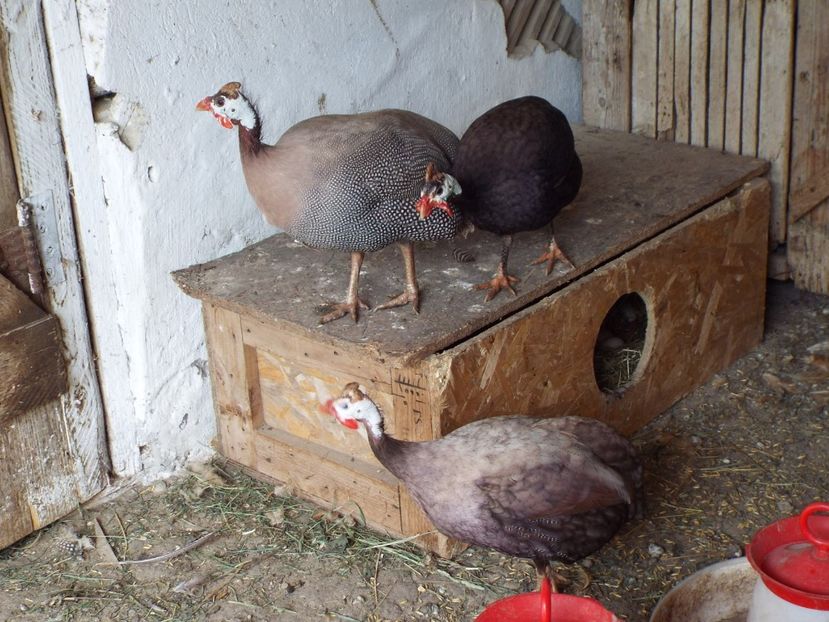  - 8 Italian orange si bibilici arhiva