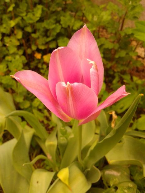 Fotografie0571 - AAAAA_LALELE 2016_2017_2018_2019