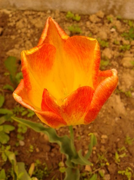 Fotografie0569 - AAAAA_LALELE 2016_2017_2018_2019