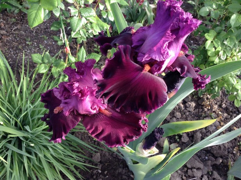 Up in flames - Irisi 2017