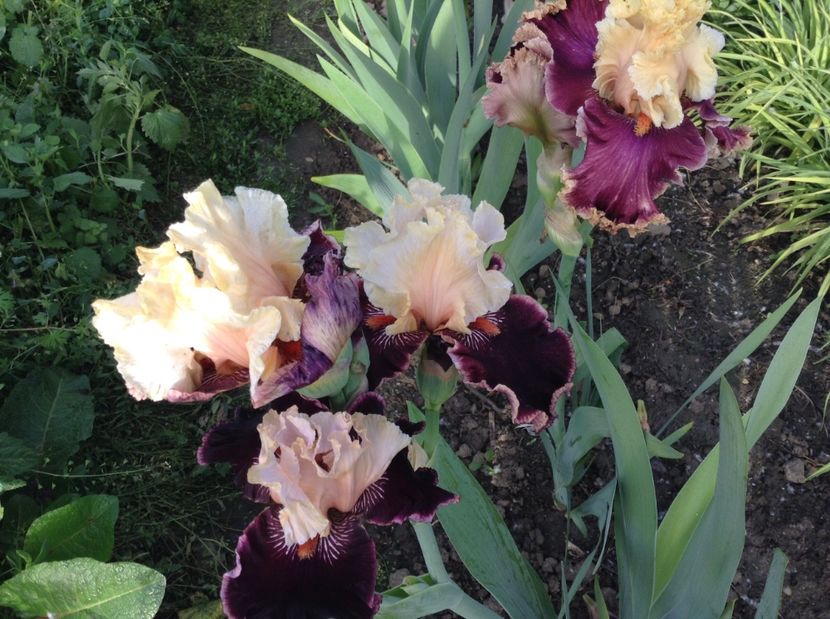 Taste the magic - Irisi 2017